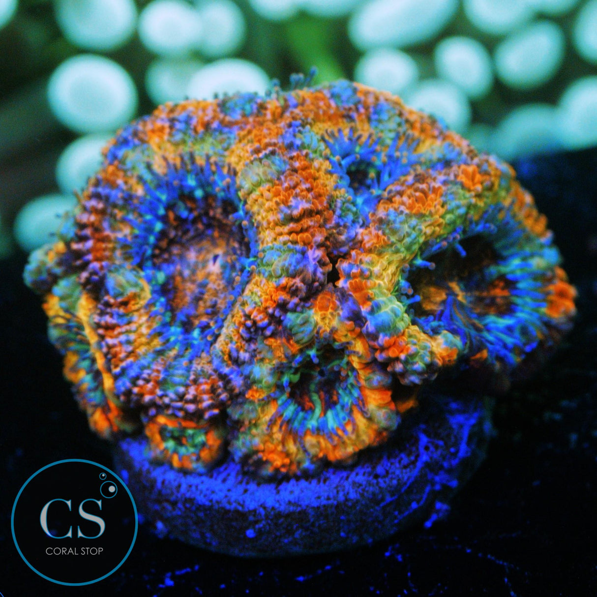CLOWN PUKE ACAN