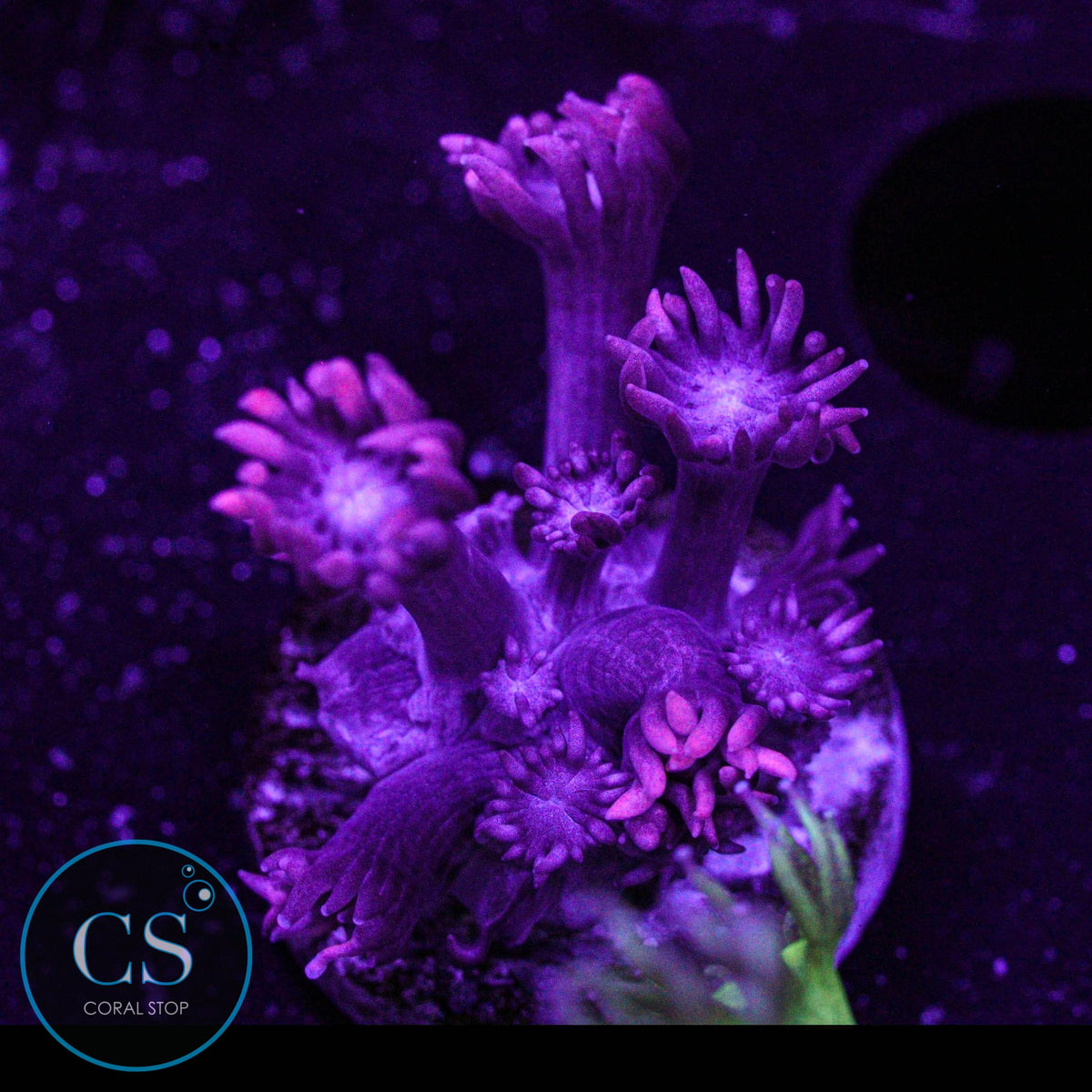 Red Goniopora
