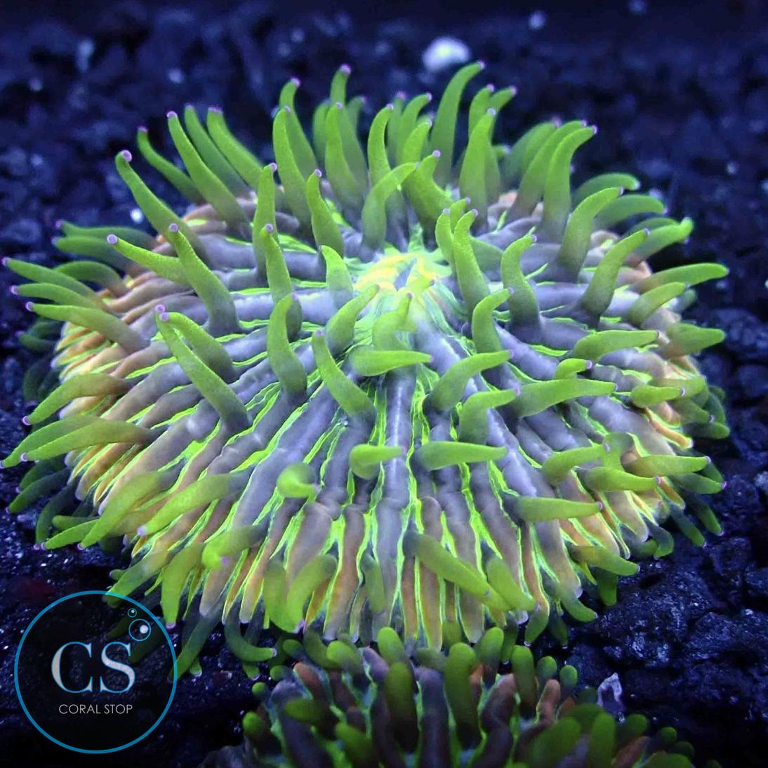 RAINBOW FUNGIA PLATE CORAL