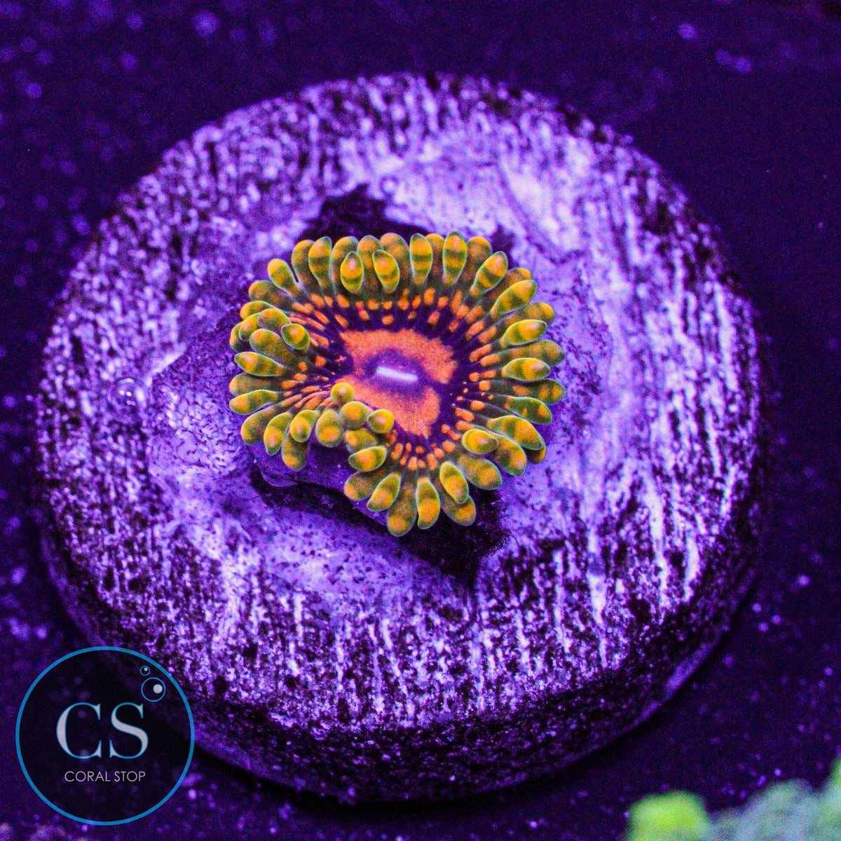 Grand Master Krak GMK Zoa