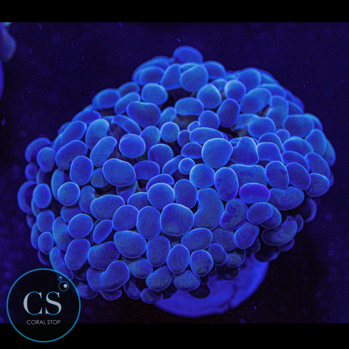 Gold Stem Cristata