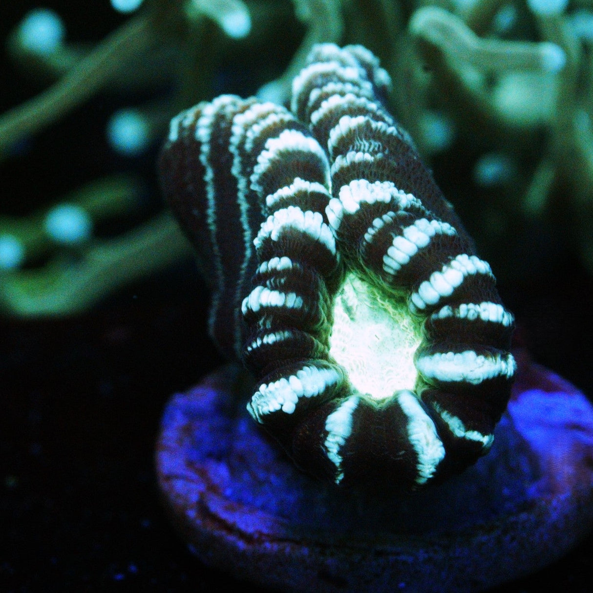 ALIEN EYE CANDY CANE CORAL