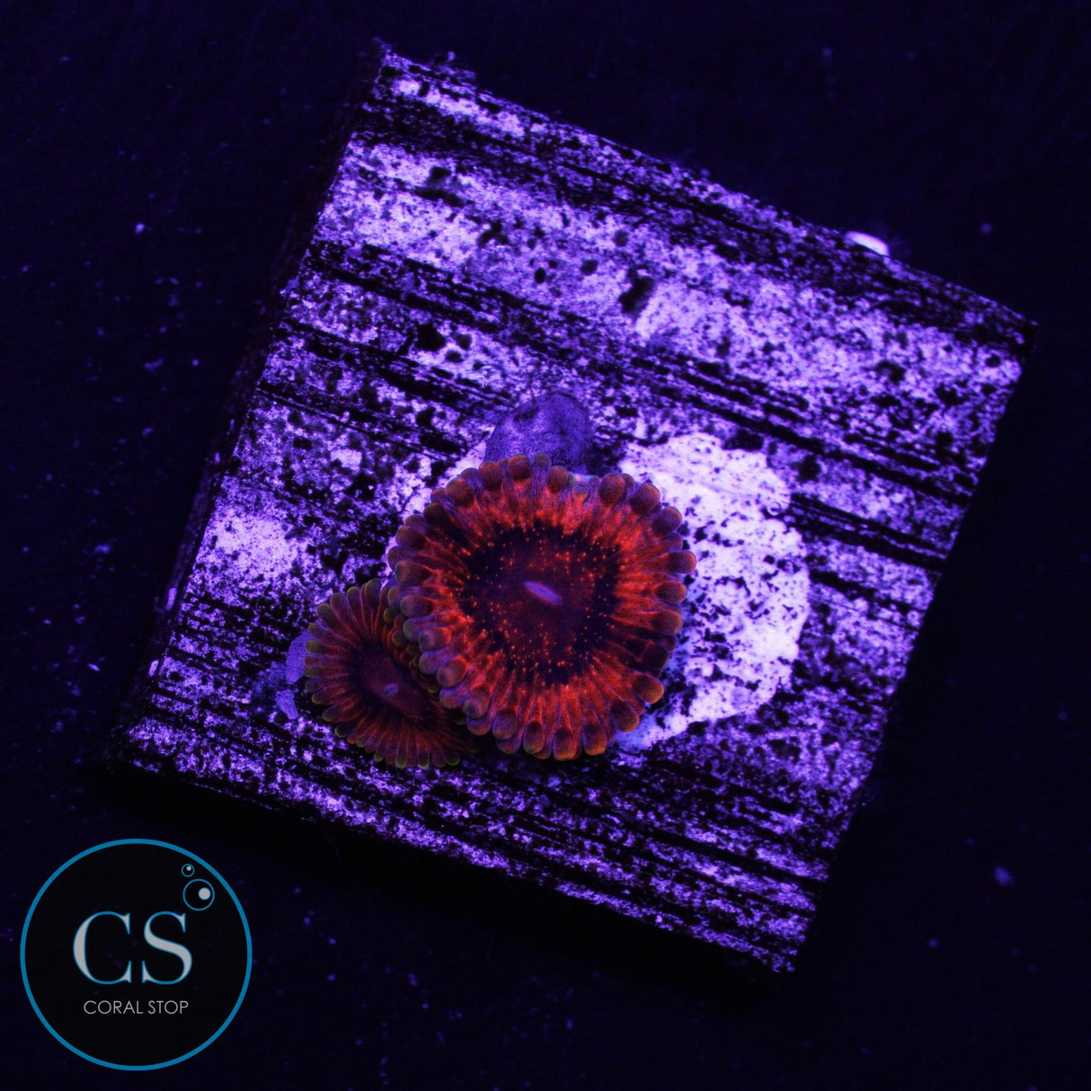 Burning Embers Zoa