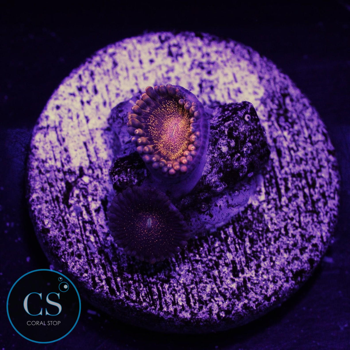 CS Orange Deathstar Zoa