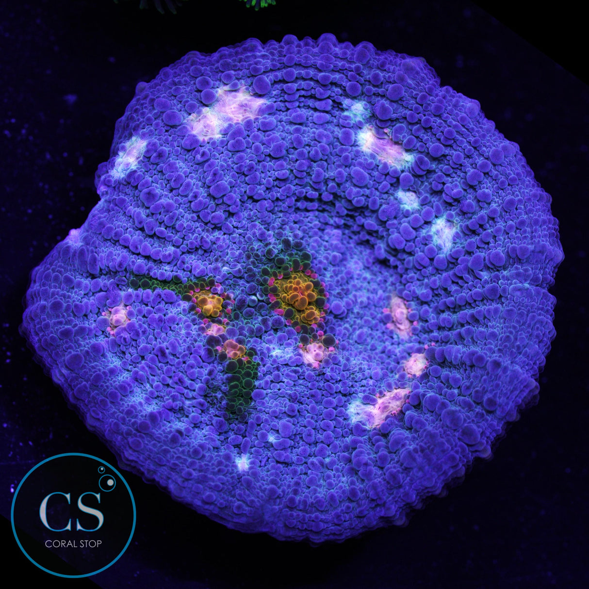 CS Frostbite Chalice