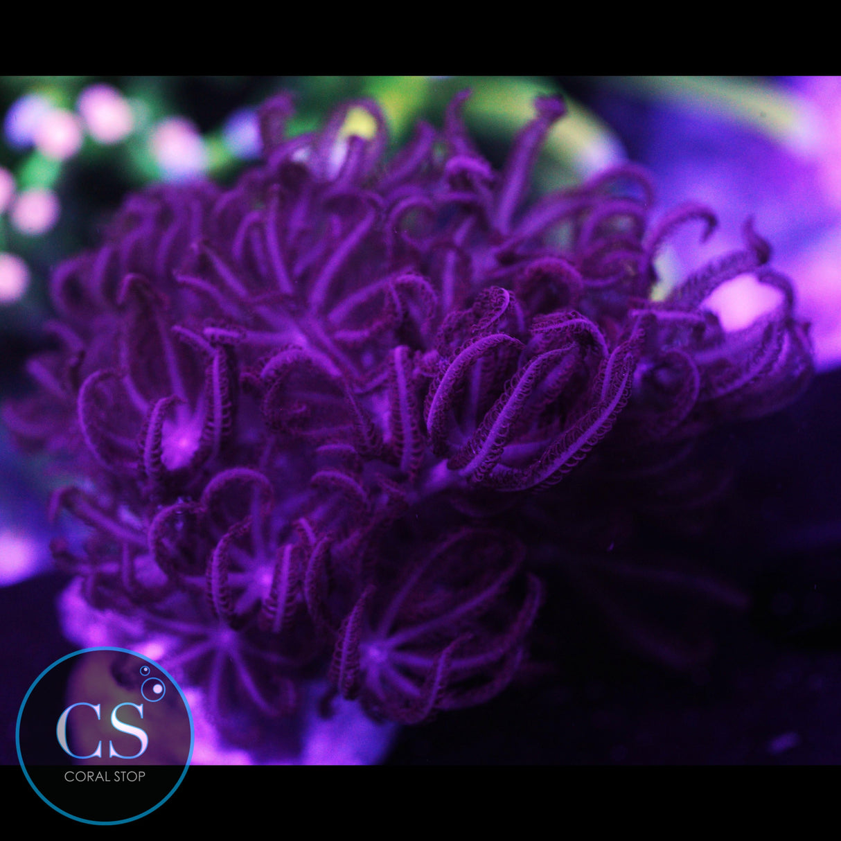 Rare Ruby Red Pulsing Xenia