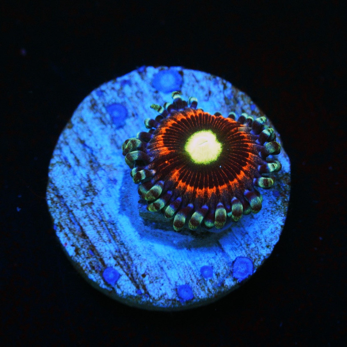 PINK RING OF DEATH ZOA