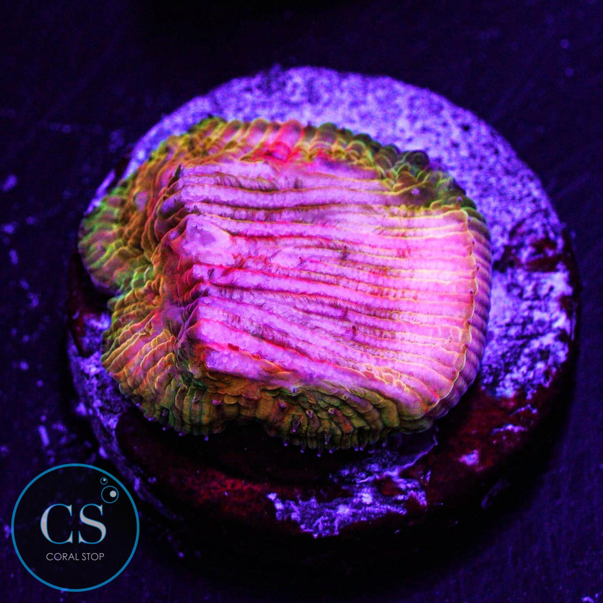 WWC Diablo Diaseris Plate