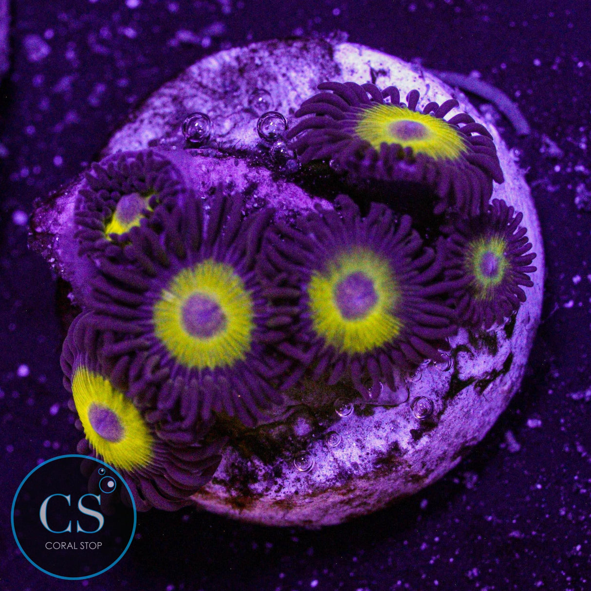 Yellow Belly Zoa