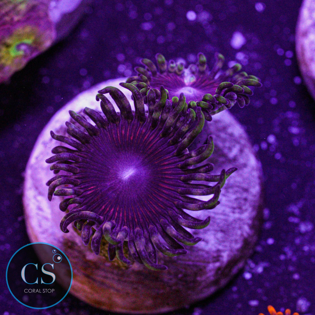 CS Athena Zoa