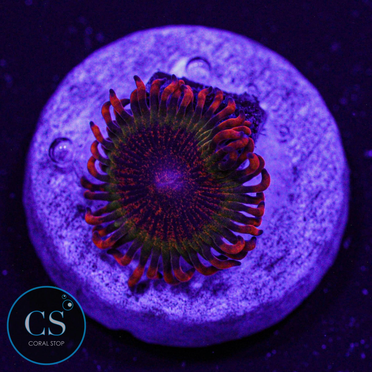 Speckled Krakatoa Zoa