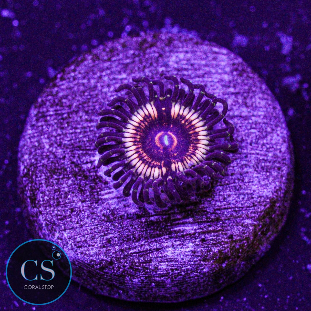 LCH Spectral Shockwave Zoa