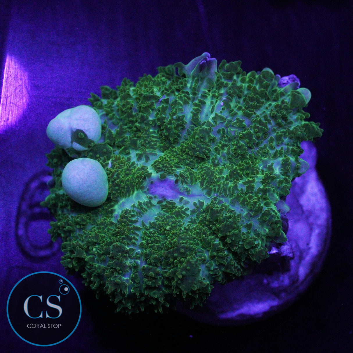 CS GHOST JUNGLE BOUNCE MUSHROOM