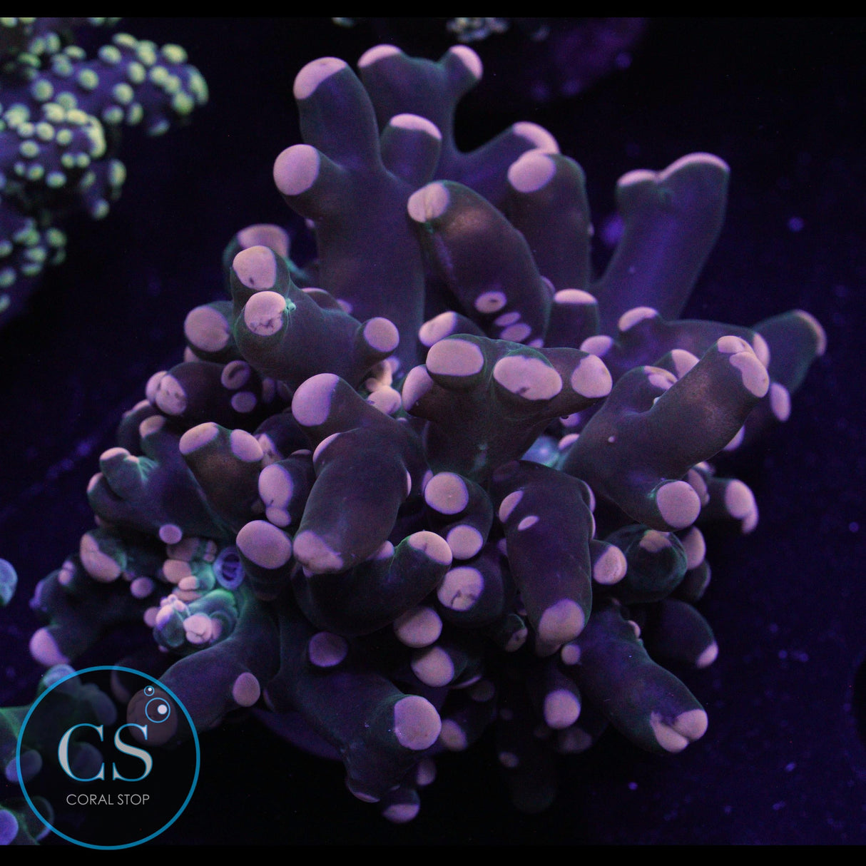 2 HEAD MIAMI HURRICANE FROGSPAWN