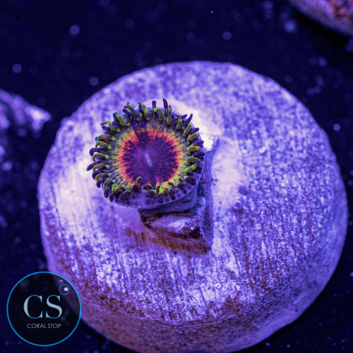 Little Shop Of Horror Zoa