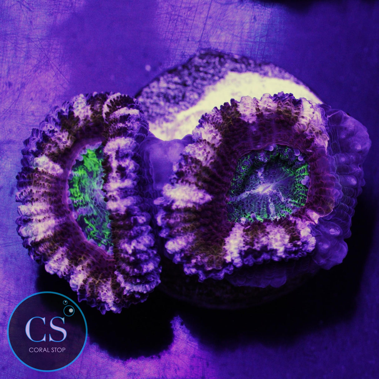 Purple Heart Acan