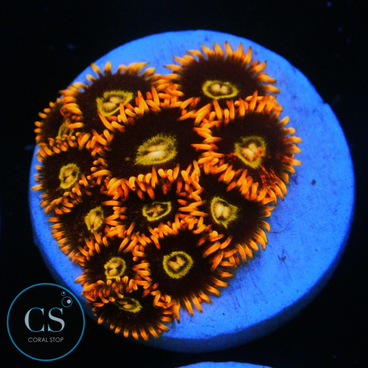 RAINBOW HORNET ZOA