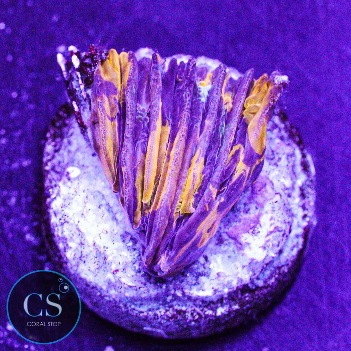 CS Purple Monster Plate