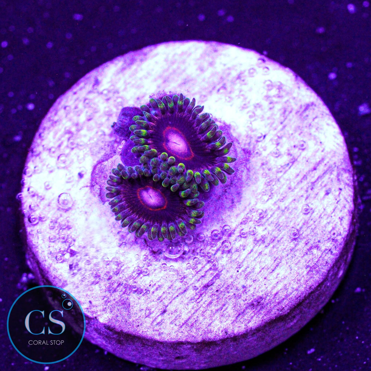 CB King Jawbreaker Hornet Zoa