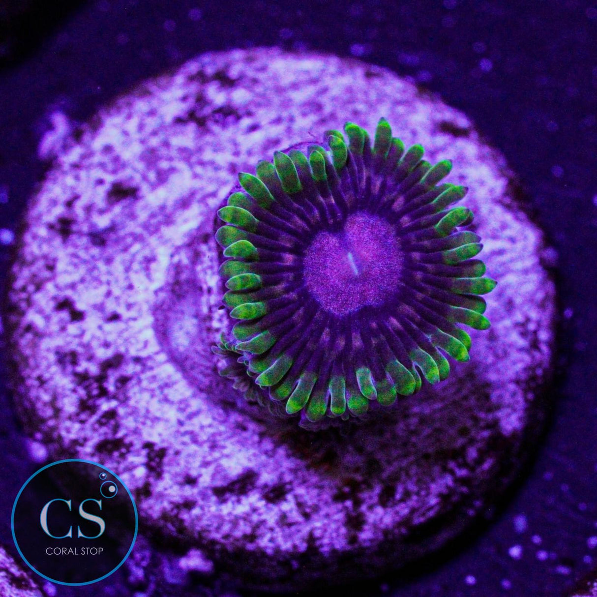 CC Scarlet Fever Zoa