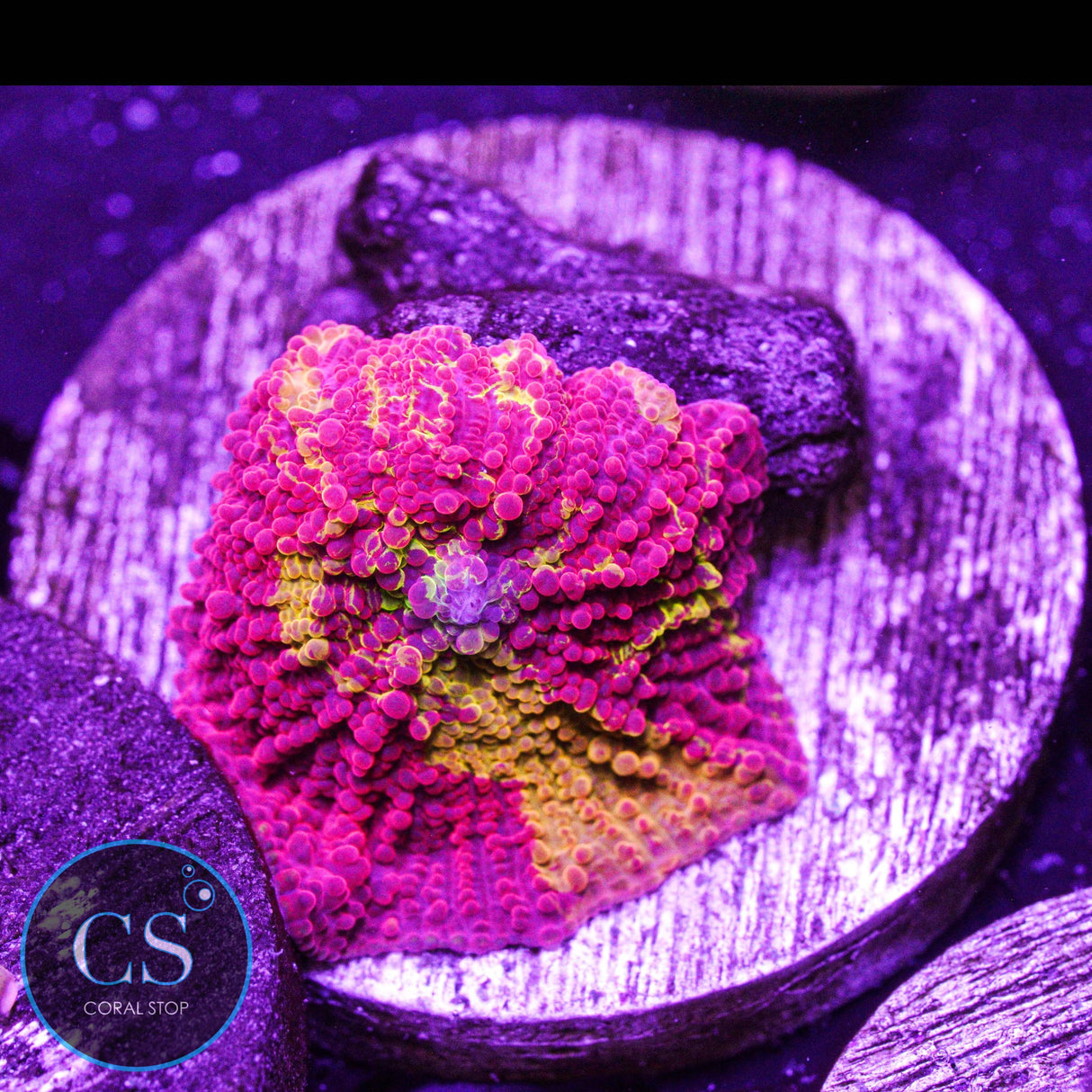 Morning Star Jawbreaker Mushroom