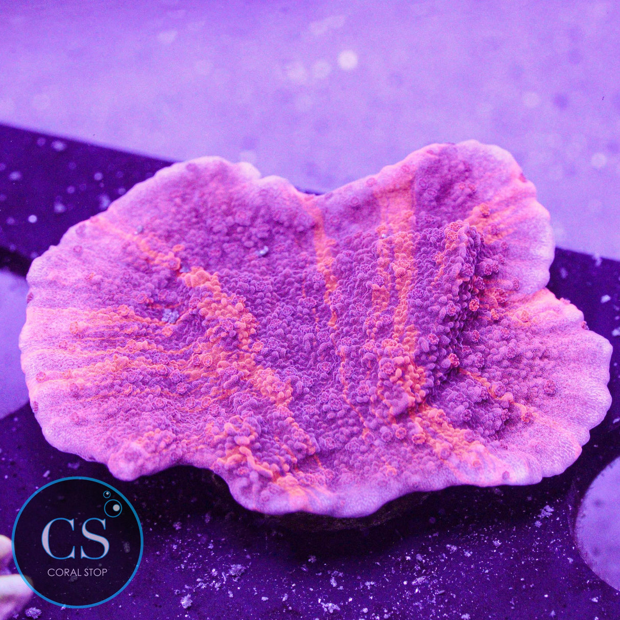 Cherry Garcia Grafted Montipora