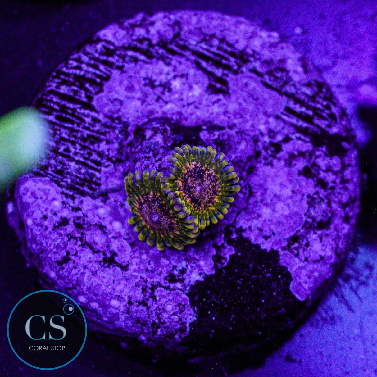 Northern Lights Zoa