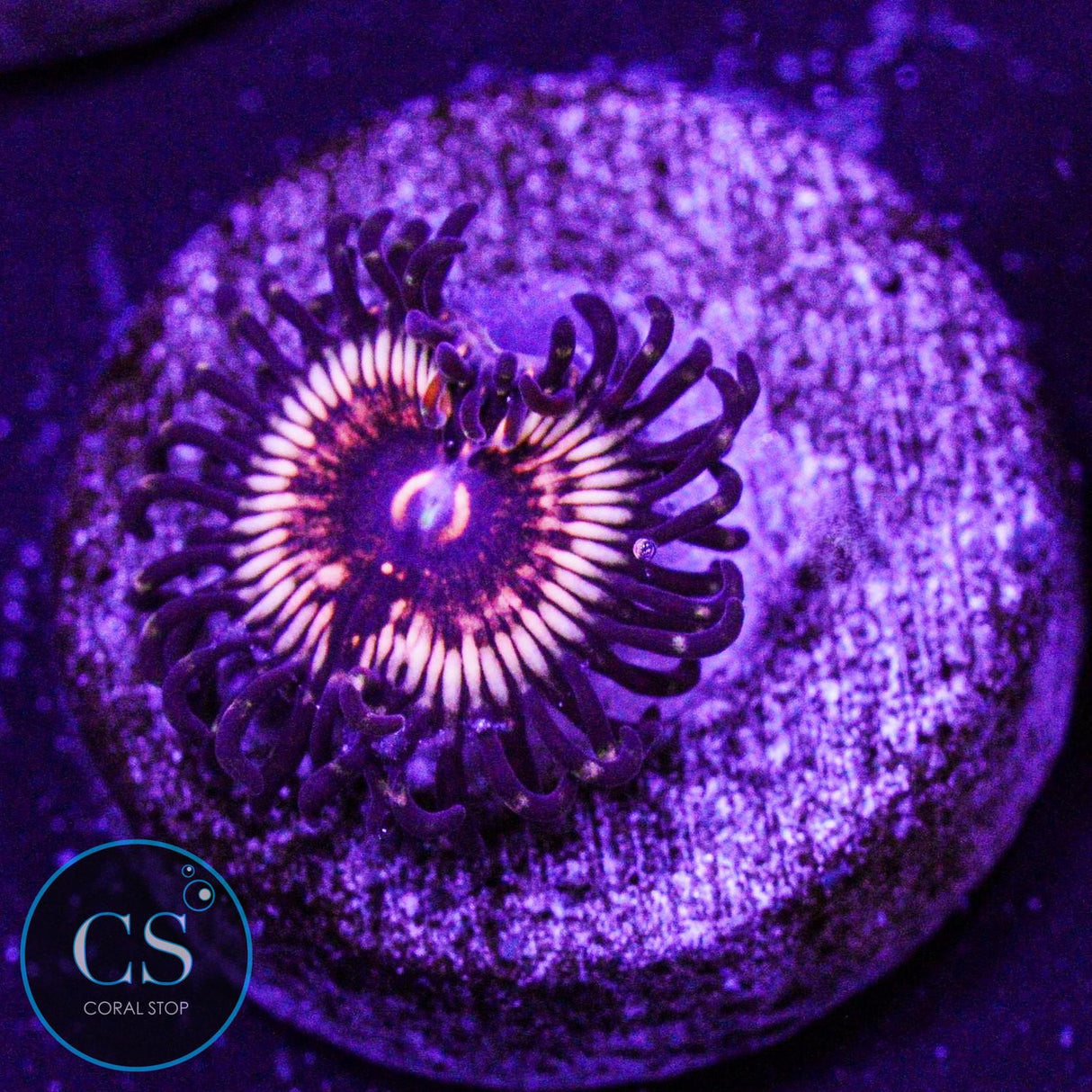 LCH Spectral Shockwave Zoa