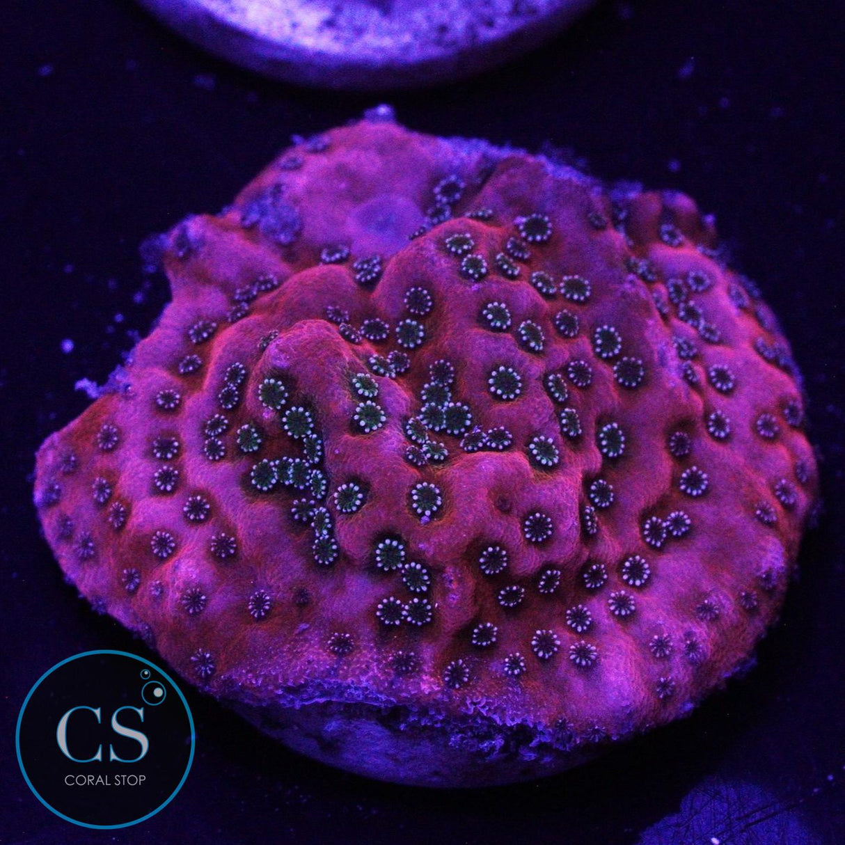 JF SILVER BULLET MONTI