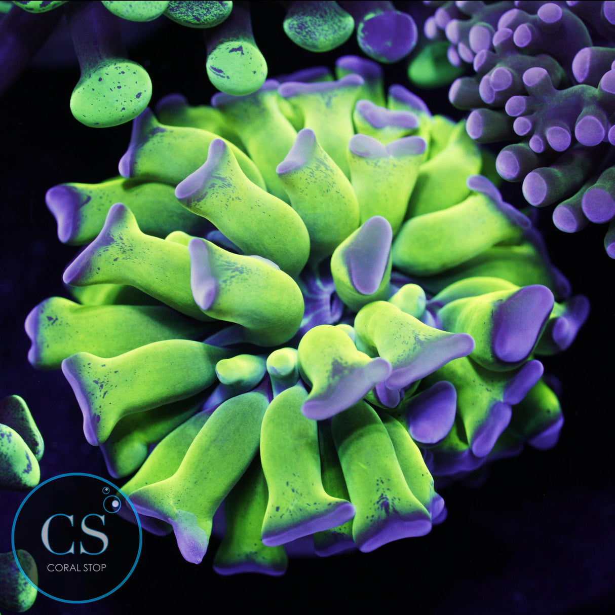 BRIGHT OG BICOLOR HAMMER