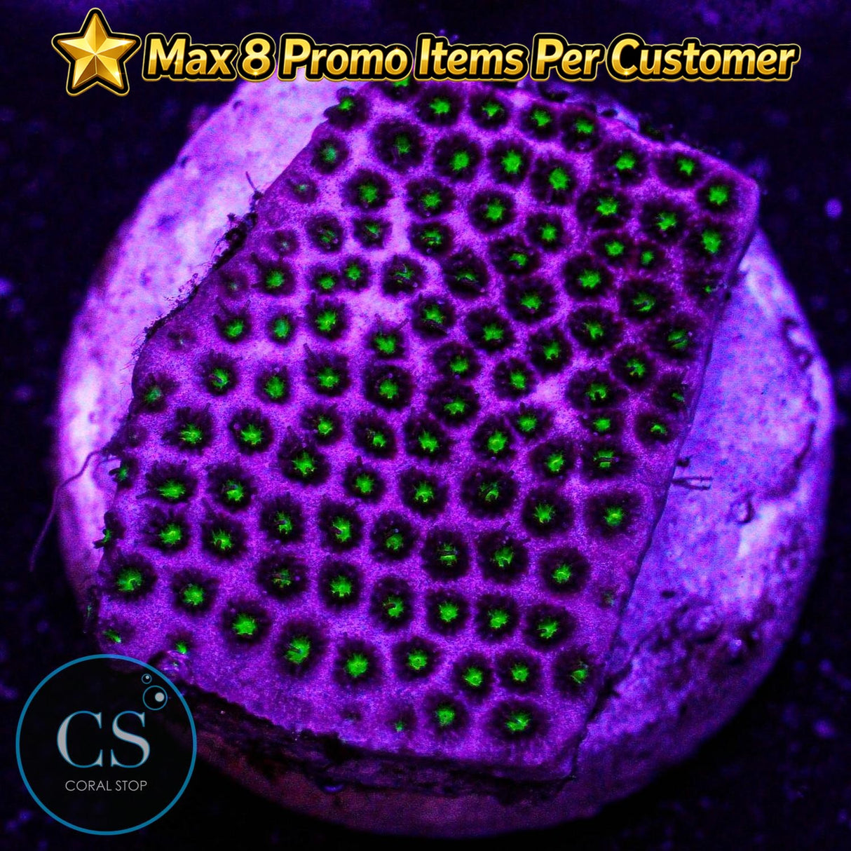 WWC Electric Daisy Stylo