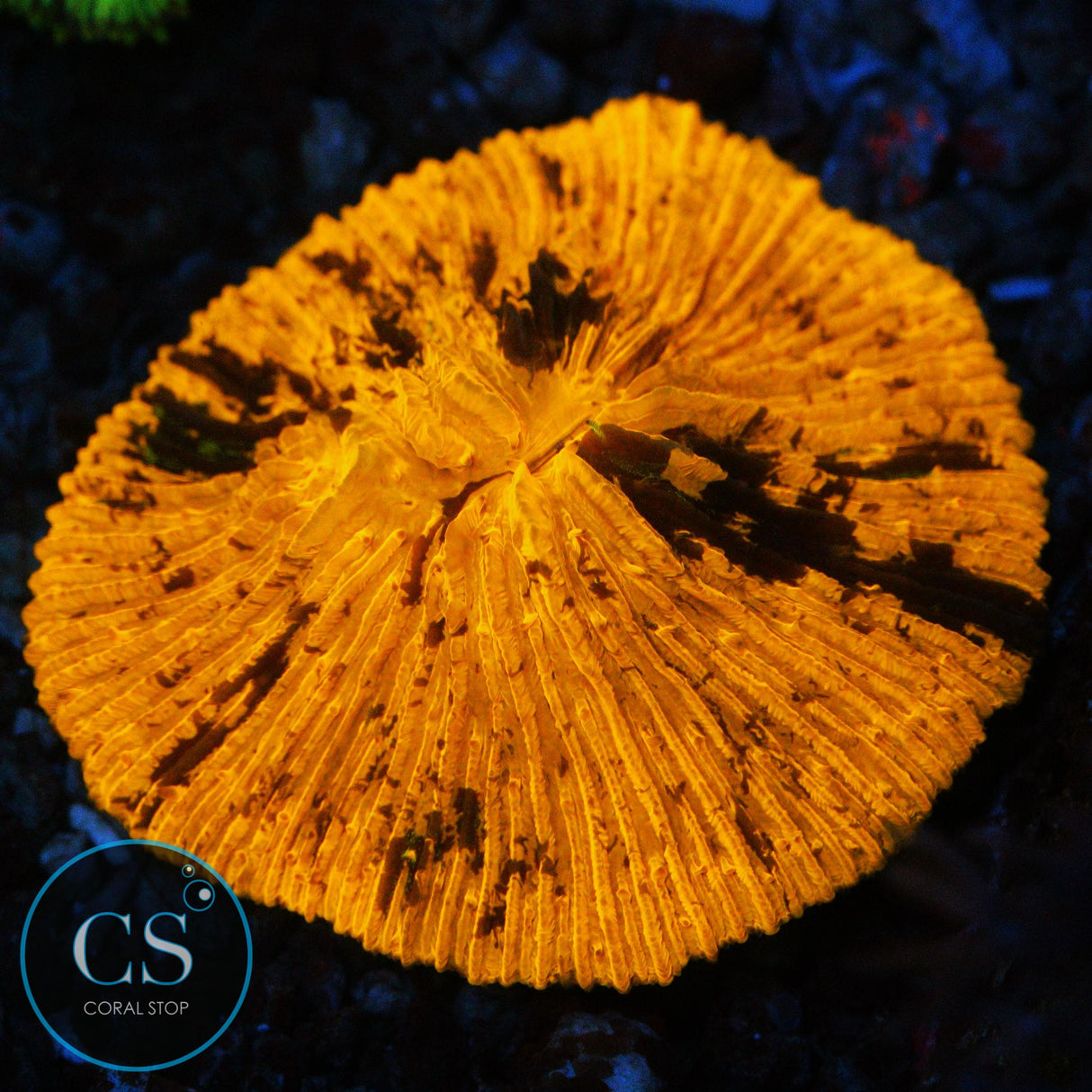 ORANGE SPLATTER PLATE