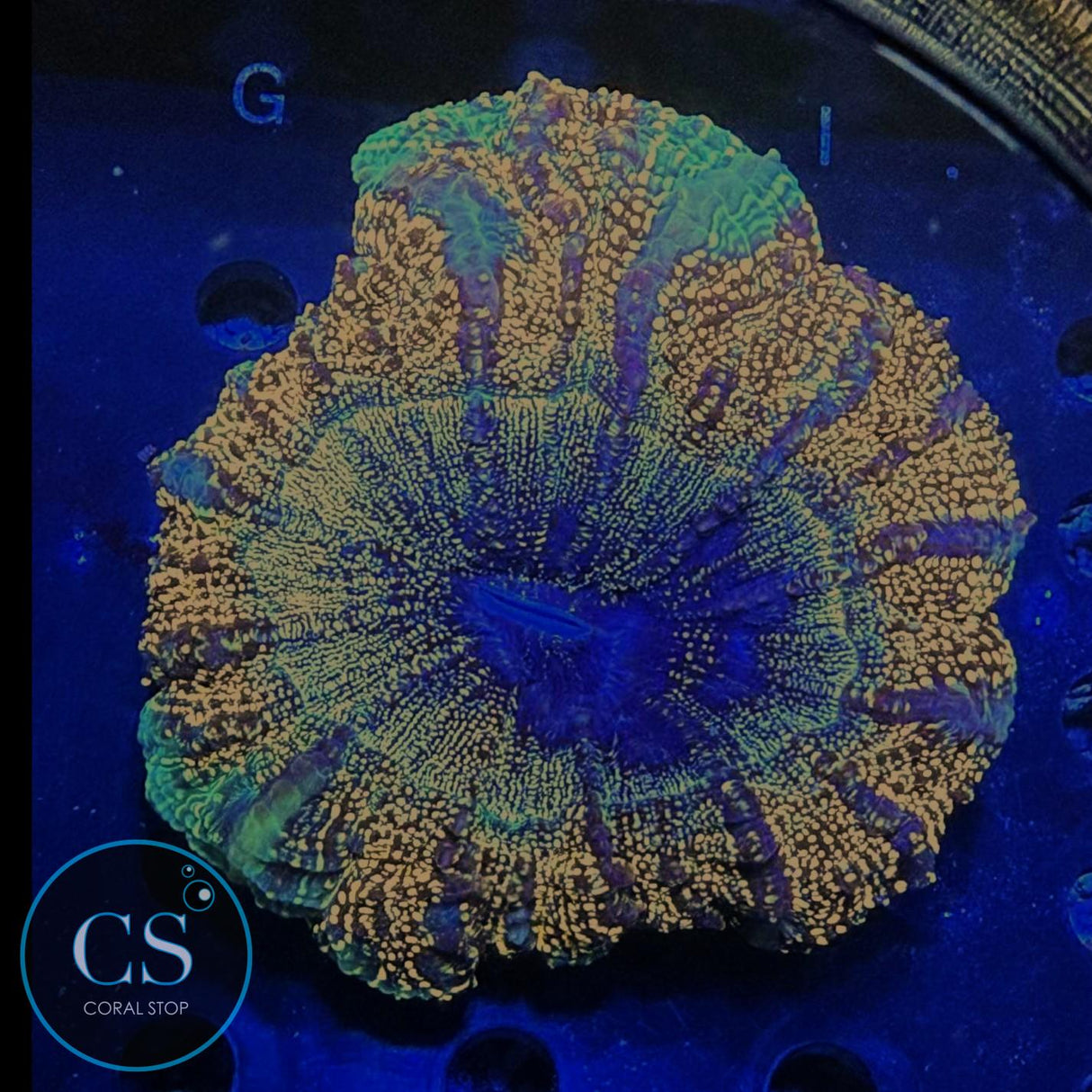 Gold Glitter God Acanthophylia 6"+