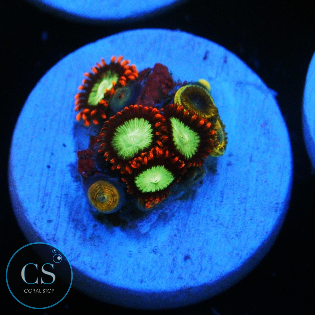 GOBLINS ON FIRE ZOA