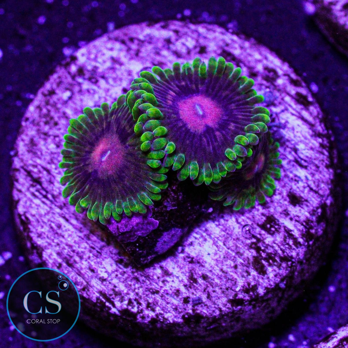 CC Scarlet Fever Zoa