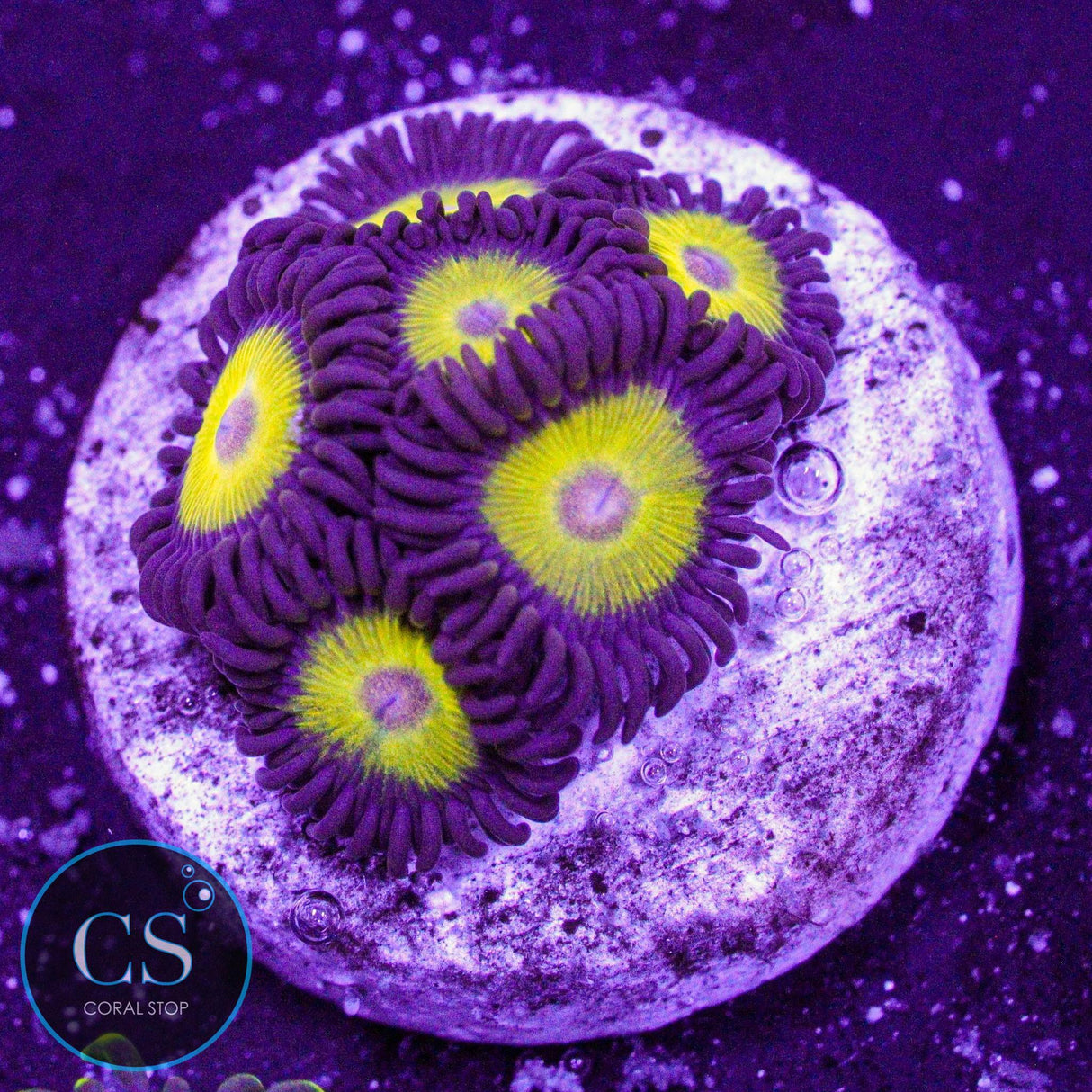 Yellow Belly Zoa