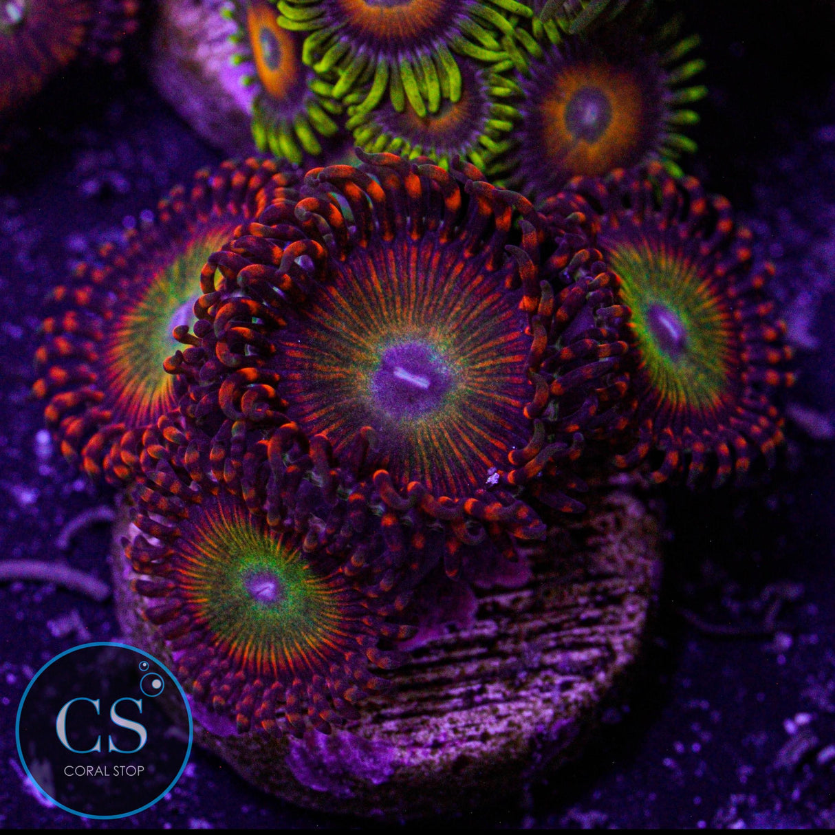 Candy Apple Orange Zoa