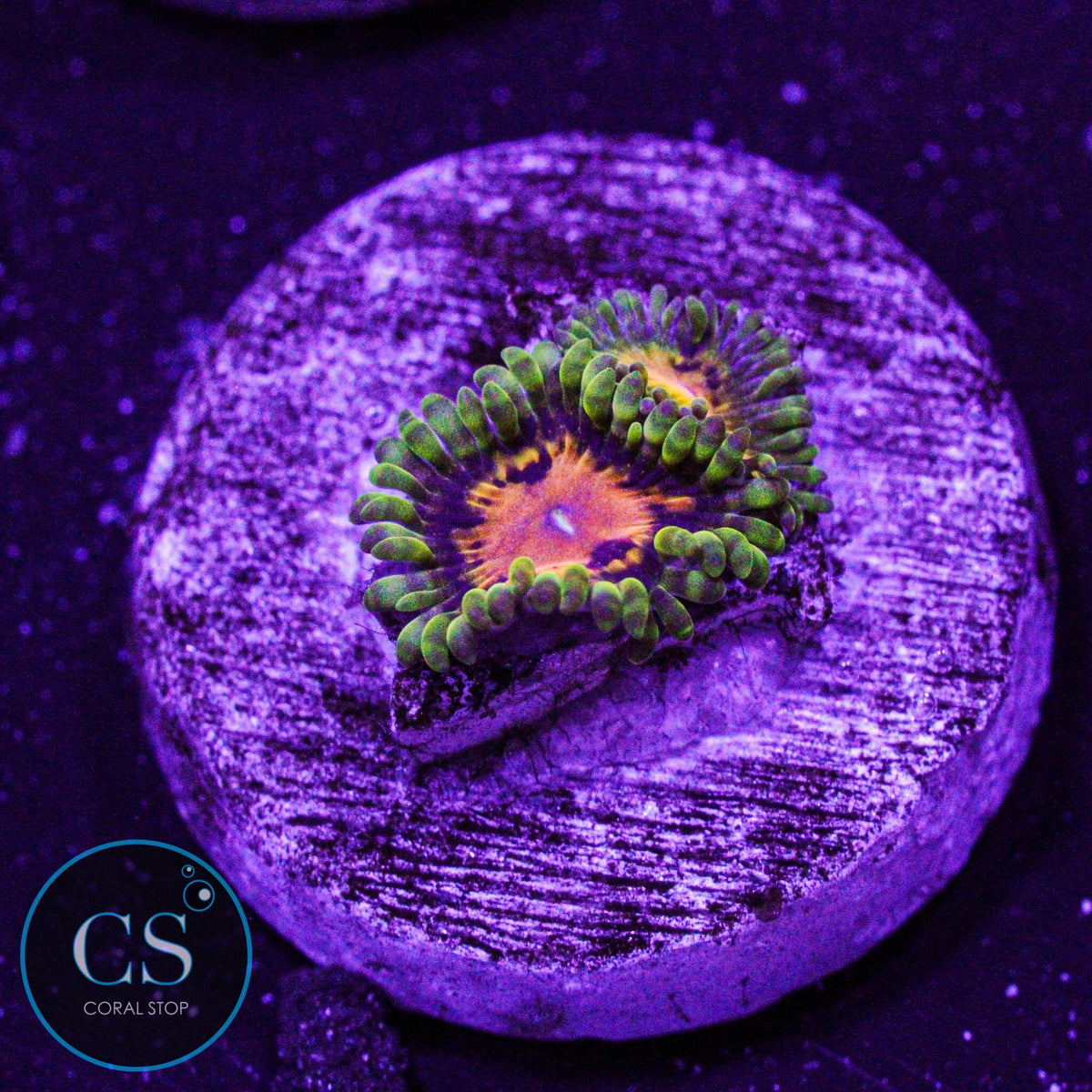 SBB Marvin The Martian Zoa