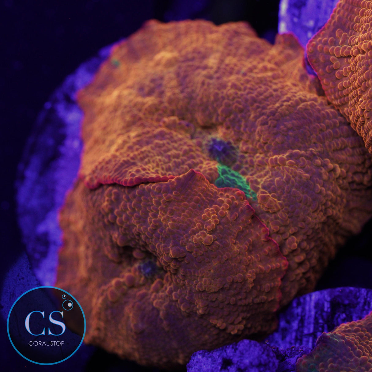 CANDY CRUSH JAWBREAKER MUSHROOM