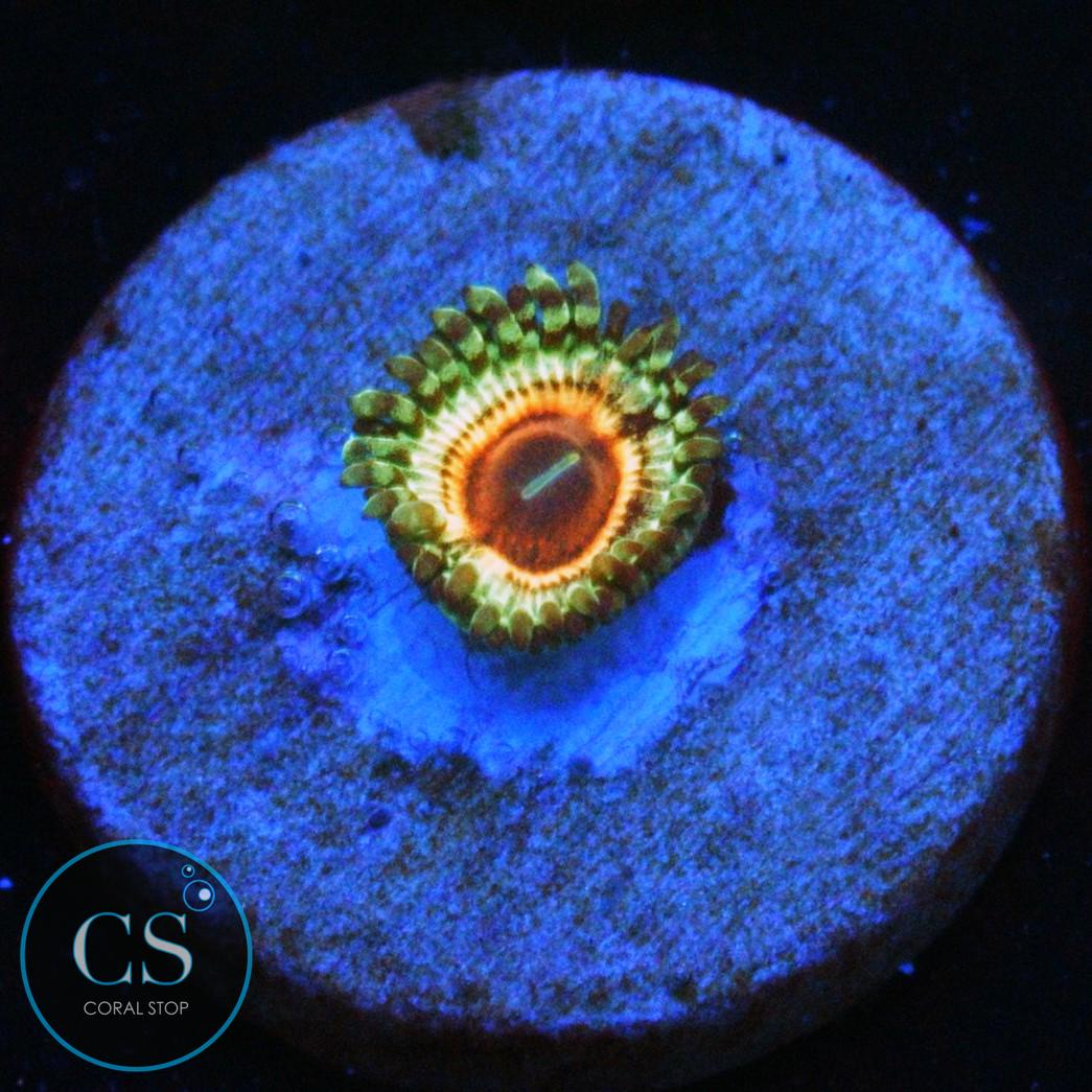 LITTLE SHOP OF HORROR ZOA