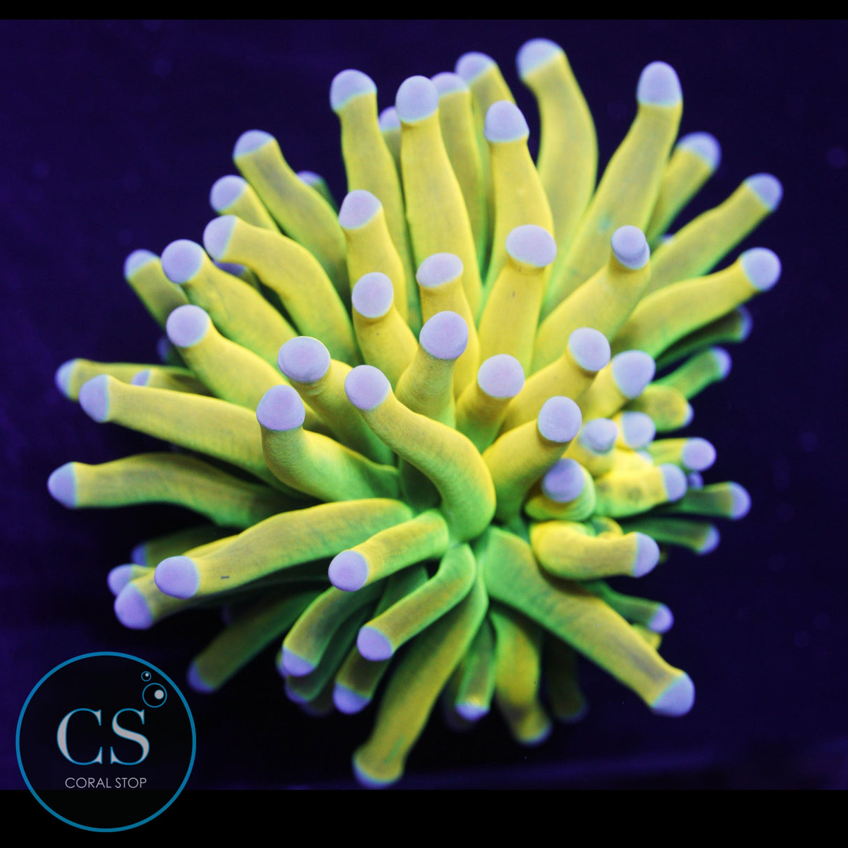 Ultimate Banana Grail Torch Blue Tips