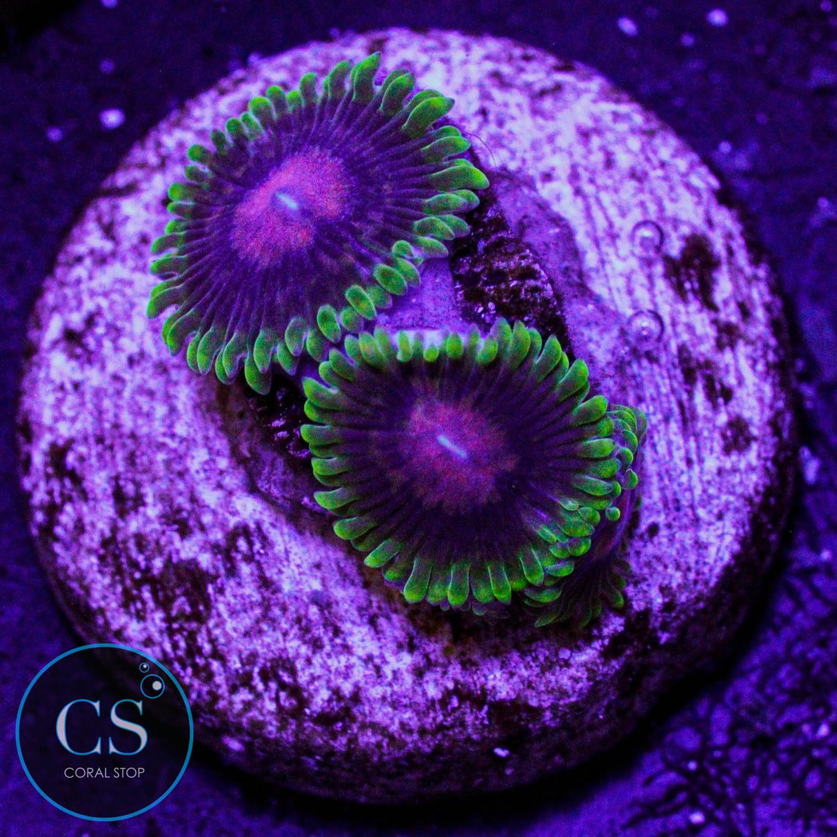 CC Scarlet Fever Zoa