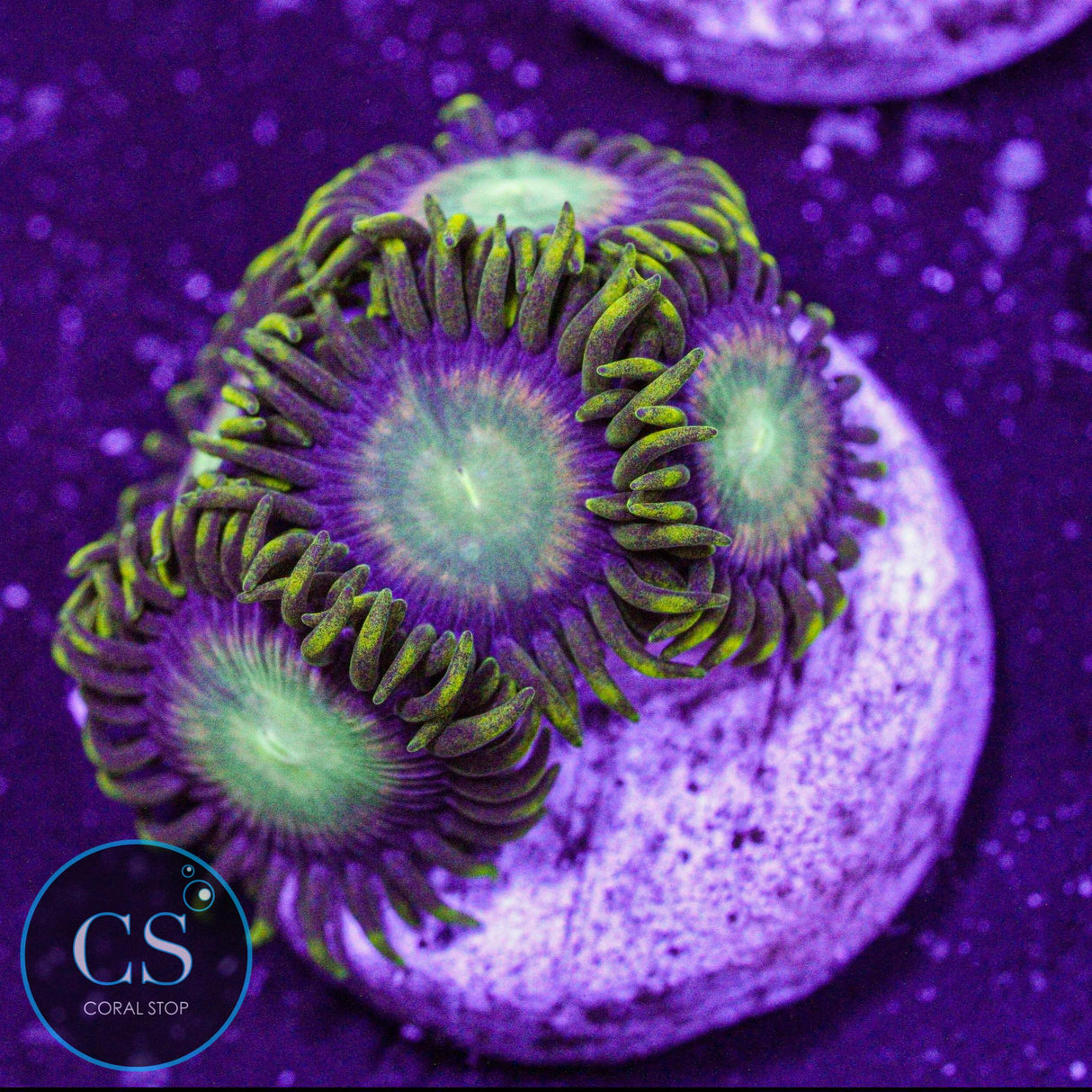 Radioactive Dragon Eye Zoa