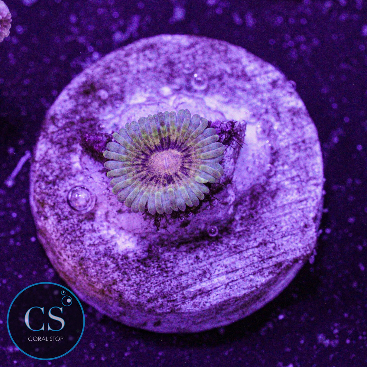 NYRA Titan Krakatoa Zoa
