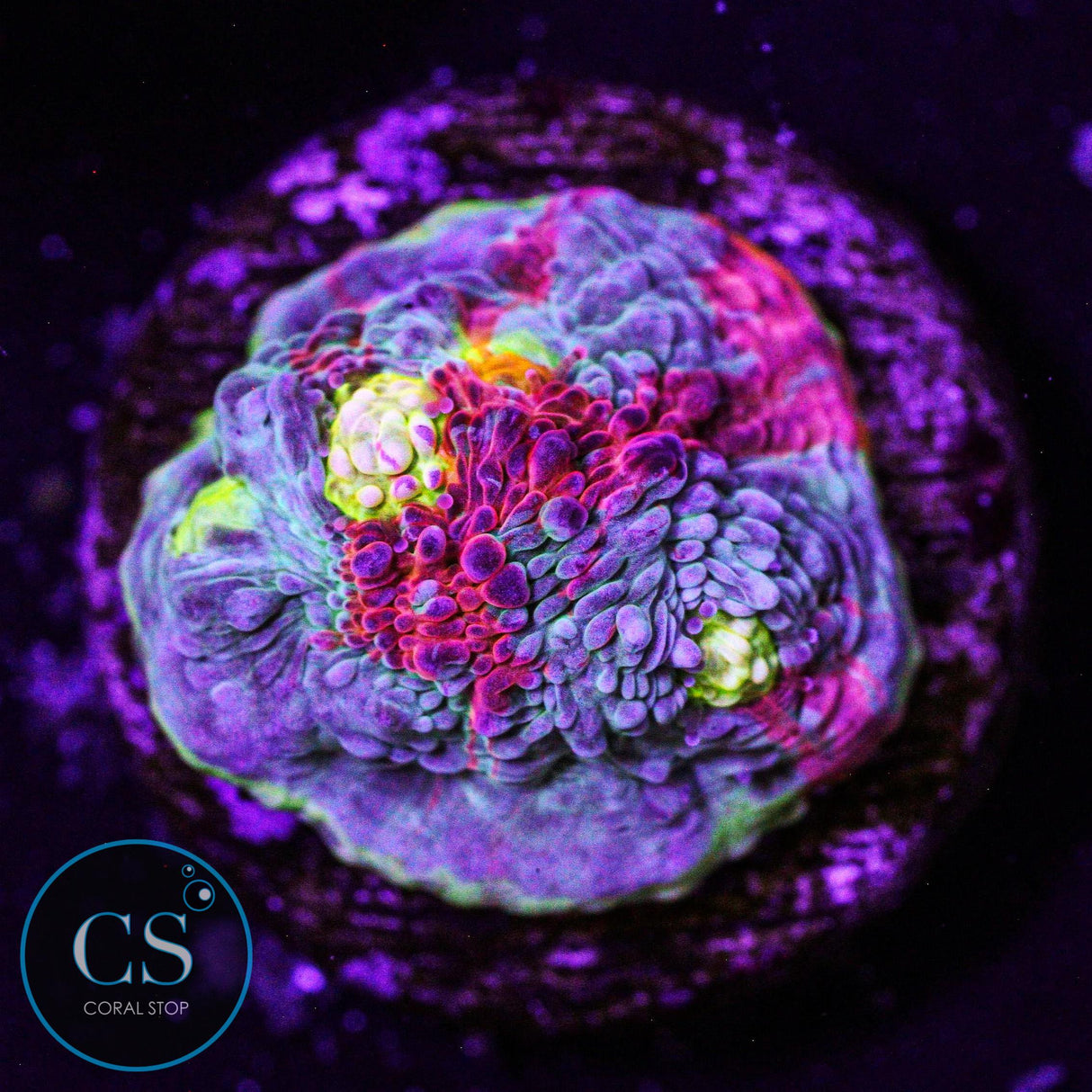 Jellybean Rainbow Chalice