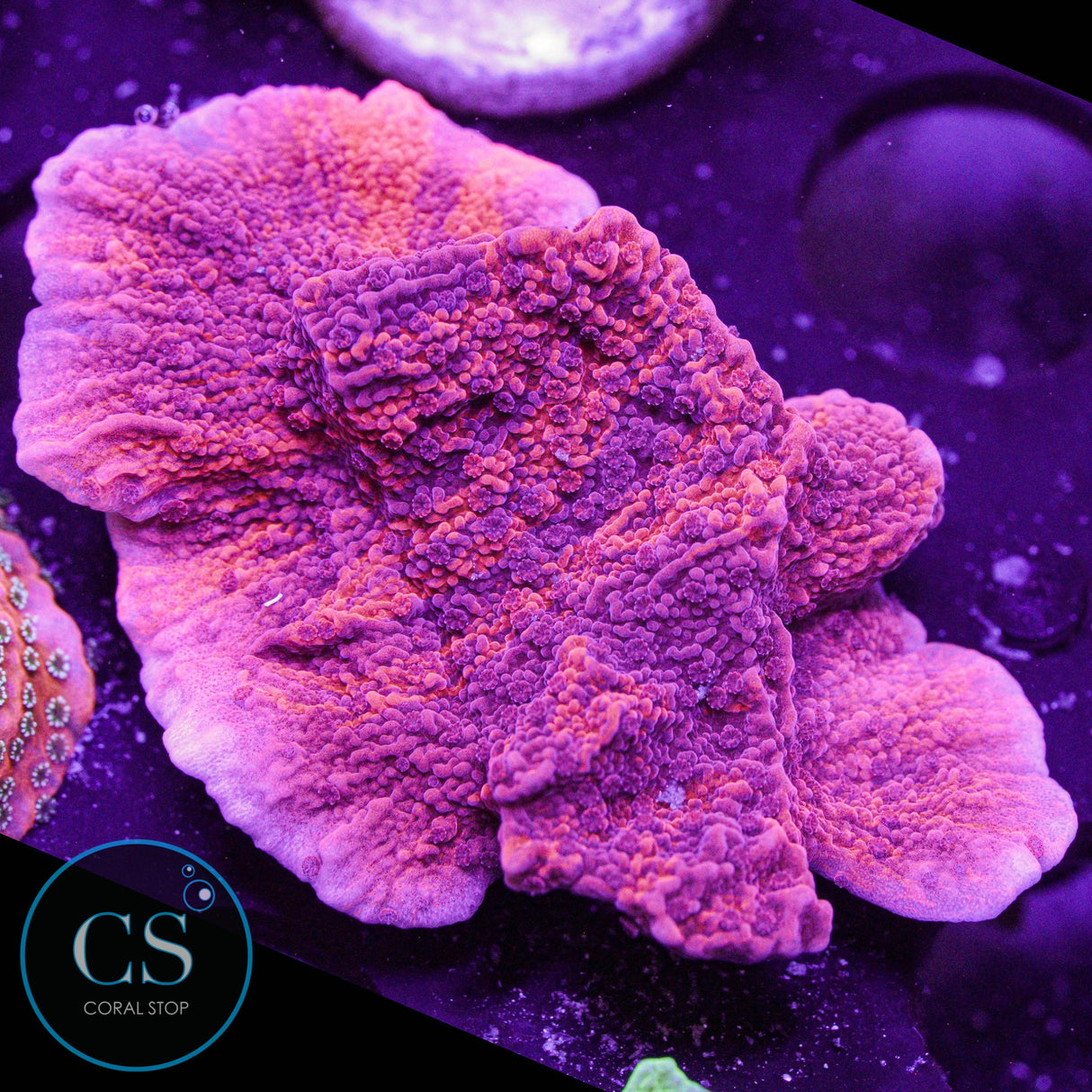 Cherry Garcia Grafted Montipora