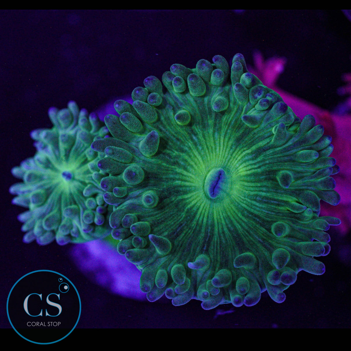 Green Duncan
