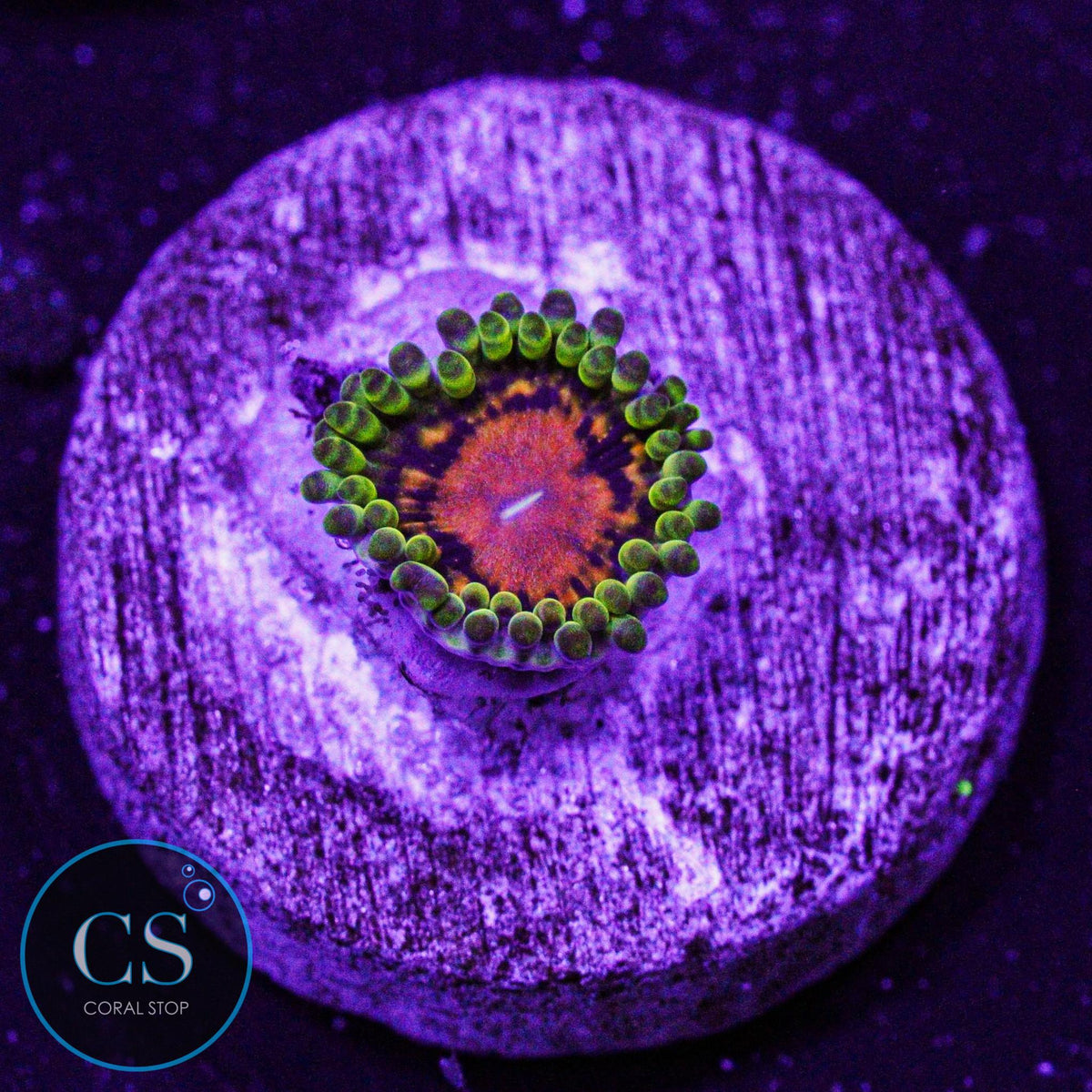 SBB Marvin The Martian Zoa