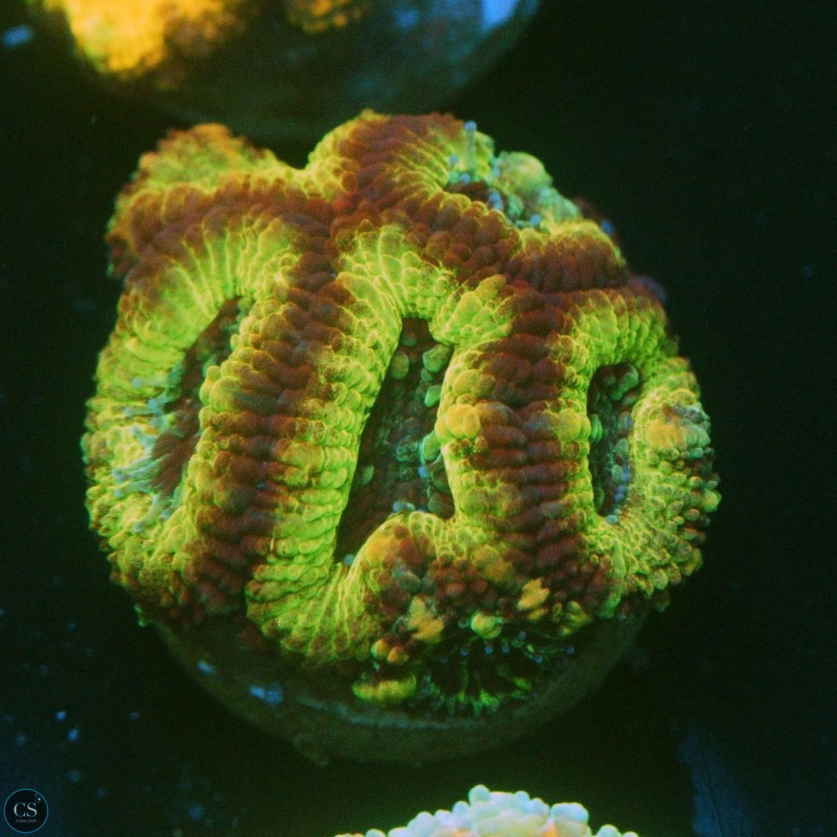 BLACK HORNET ACAN