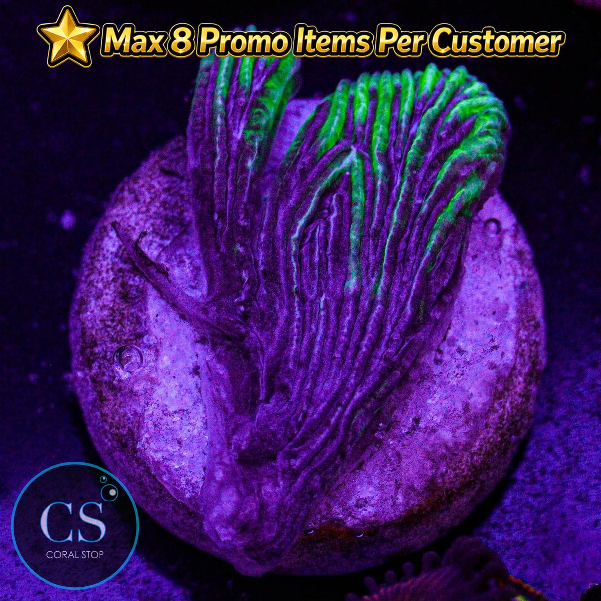 Laser Grape Diaseris Plate